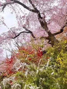 原谷苑