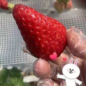 いちご狩りのベリータウン