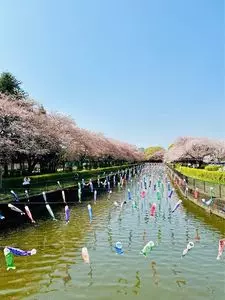 鶴生田川のさくら