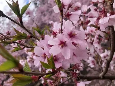 高遠城址公園高遠閣