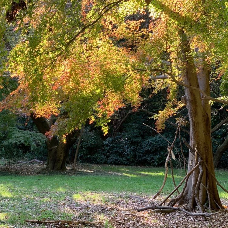 chan_nanaさんが投稿した八国山緑地に関する口コミの画像