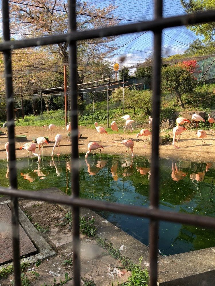 からっ風②さんが投稿した桐生が岡動物園に関する口コミの画像