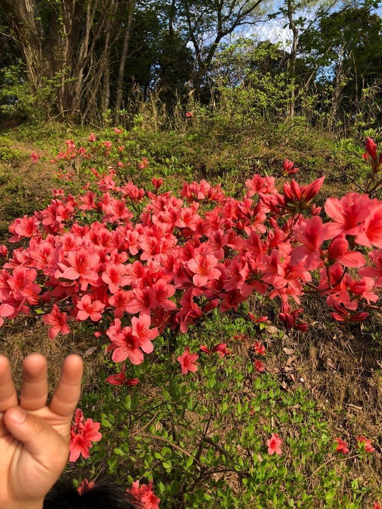 からっ風②さんが投稿した桐生が岡動物園に関する口コミの画像