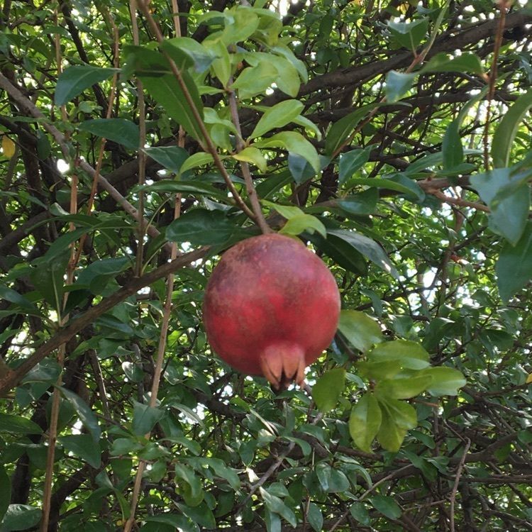 みーなさんが投稿した宮島の紅葉に関する口コミの画像