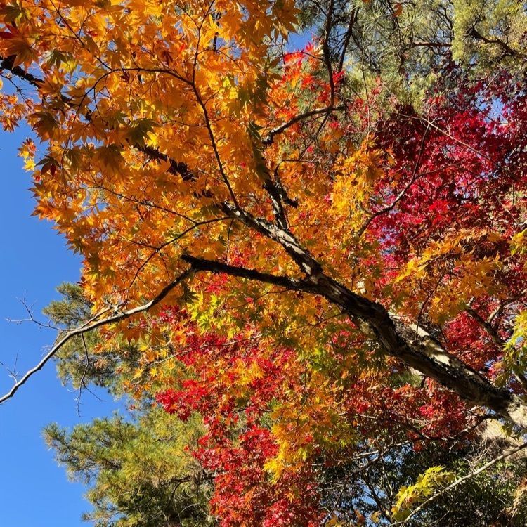 みーなさんが投稿した宮島の紅葉に関する口コミの画像