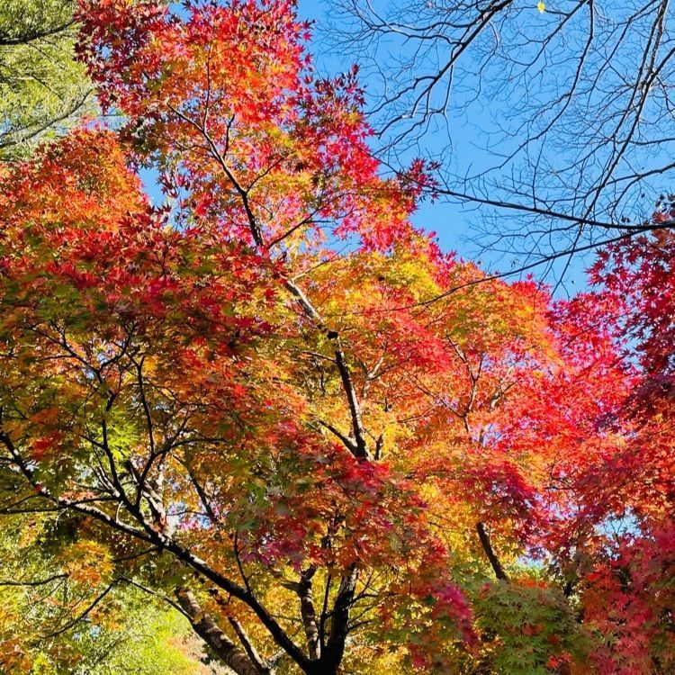 みーなさんが投稿した宮島の紅葉に関する口コミの画像
