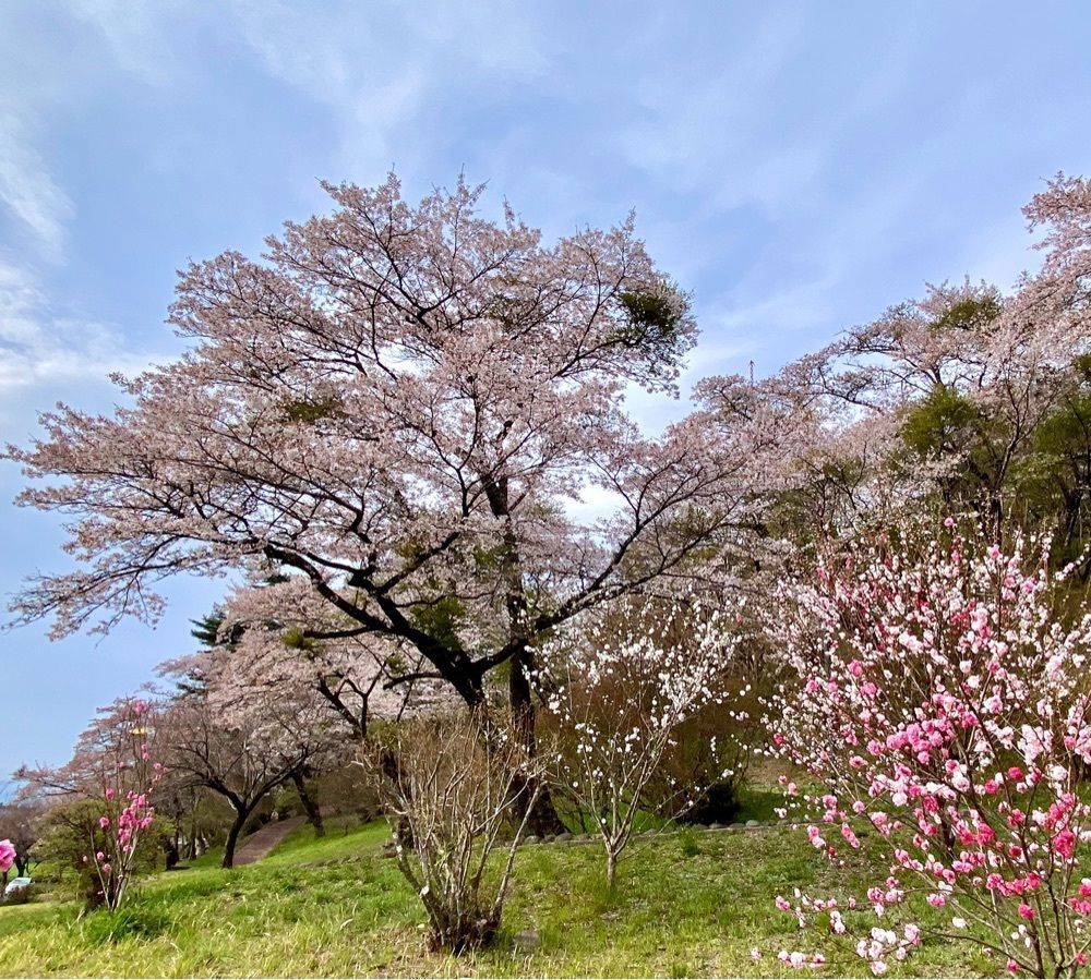 calm_gift_1030さんが投稿した烏が森公園に関する口コミの画像
