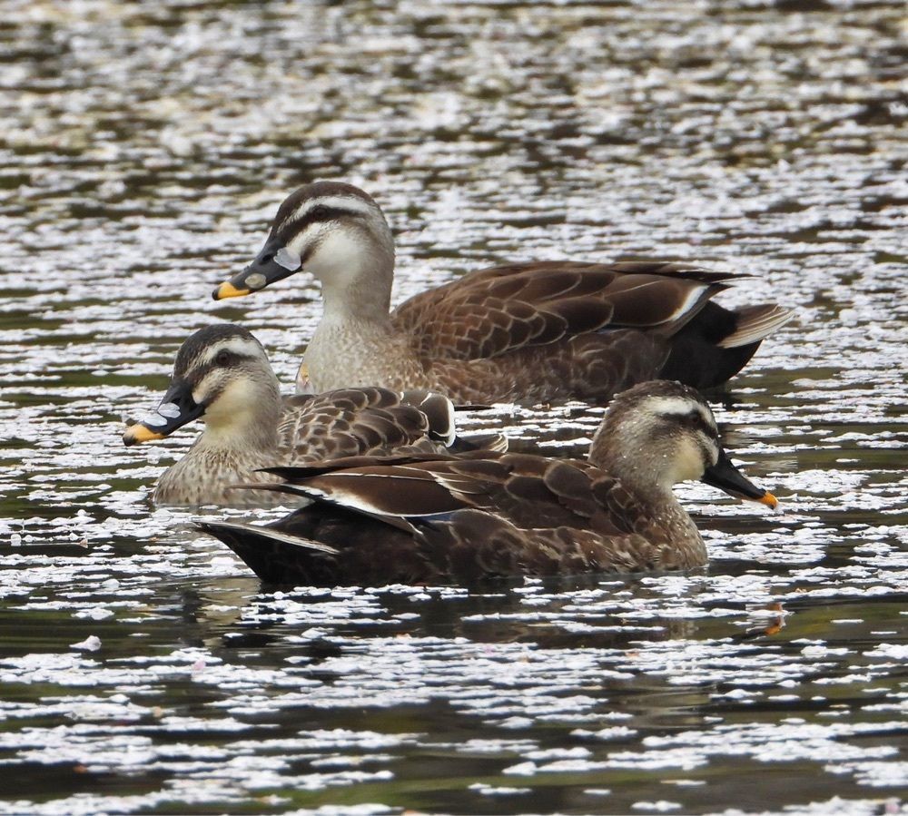 calm_gift_1030さんが投稿した烏が森公園に関する口コミの画像