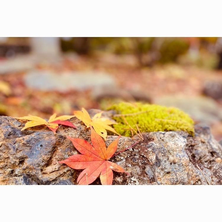 Musashiさんが投稿した花巻温泉バラ園に関する口コミの画像