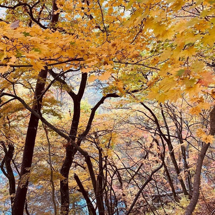 Musashiさんが投稿した花巻温泉バラ園に関する口コミの画像