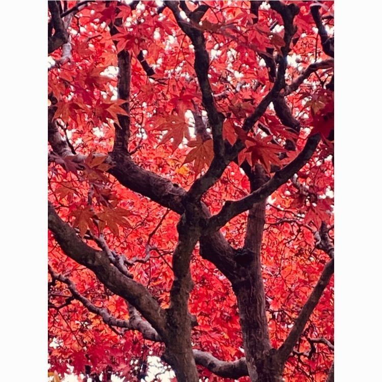 Musashiさんが投稿した花巻温泉バラ園に関する口コミの画像