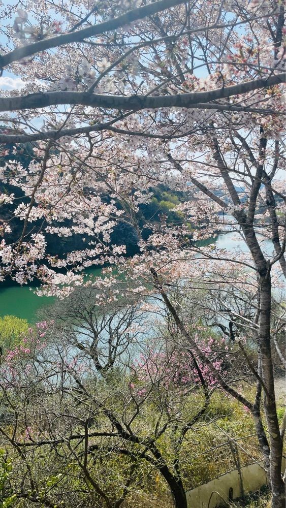 kei_koさんが投稿したちもしい・ぐらすに関する口コミの画像