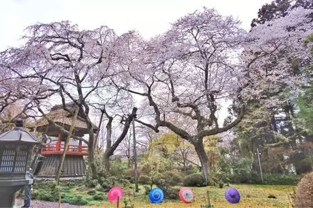 光丸山法輪寺