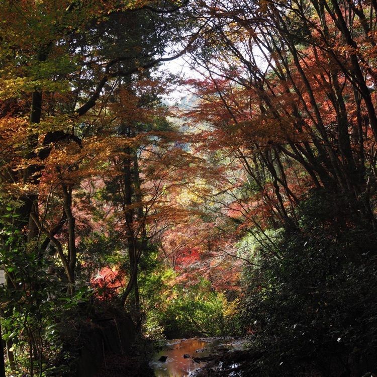 なおなおさんが投稿した瀬戸大滝に関する口コミの画像