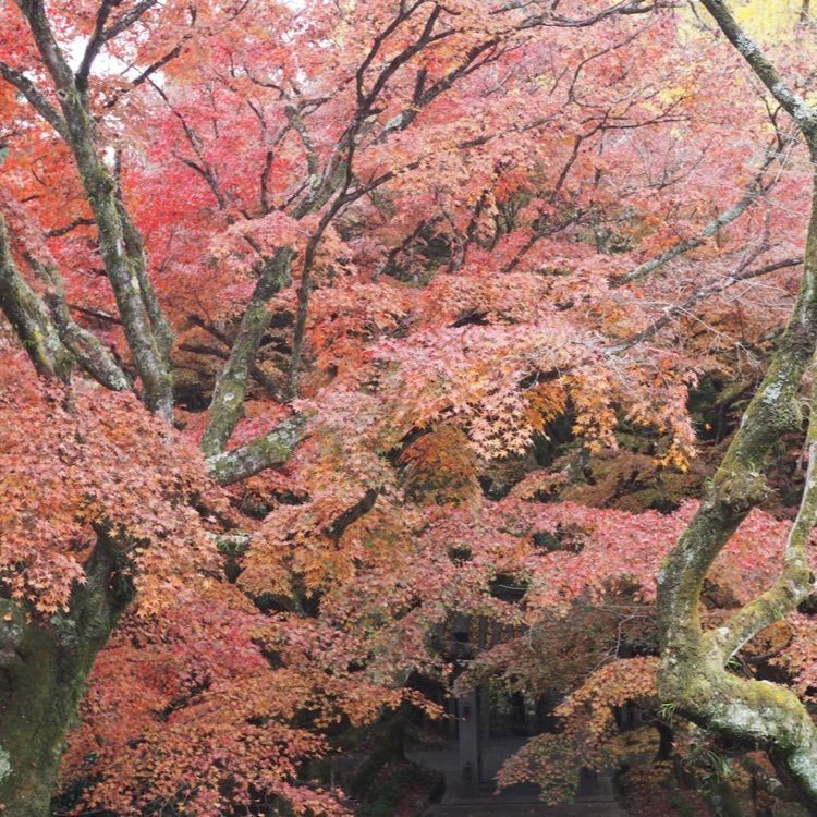 なおなおさんが投稿した瀬戸大滝に関する口コミの画像