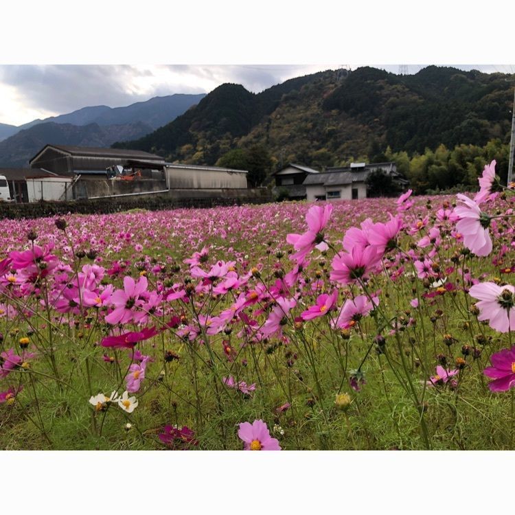 花❁⃘華  さんが投稿した金毘羅寺に関する口コミの画像