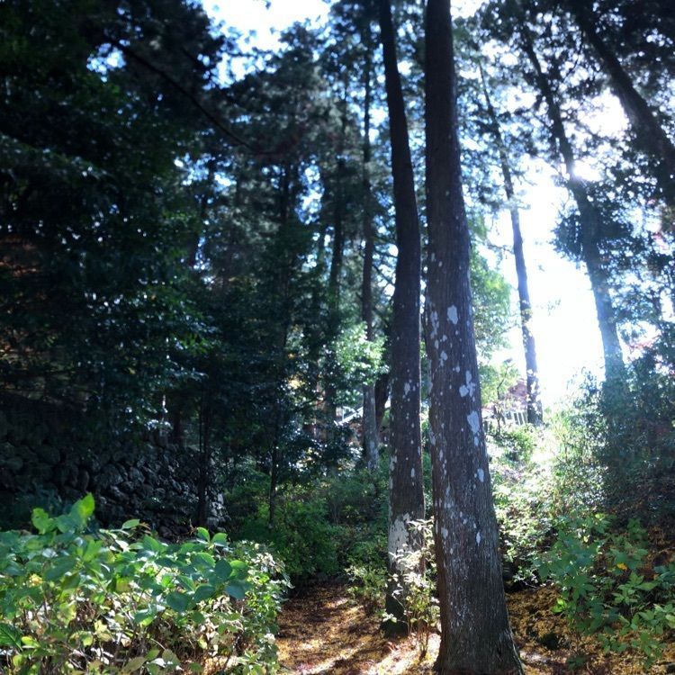花❁⃘華  さんが投稿した金毘羅寺に関する口コミの画像