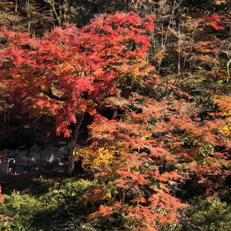 み～さんが投稿したもみじ堂に関する口コミの画像