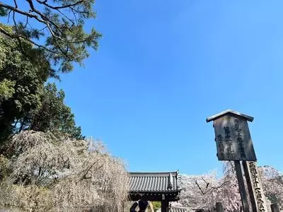 醍醐寺の桜