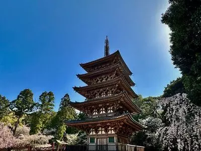 醍醐寺の桜