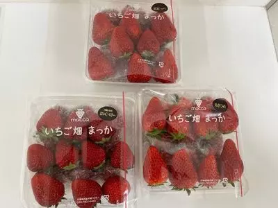 いちご畑 macca（まっか）