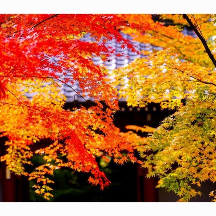 Tettsuさんが投稿した神峯山寺に関する口コミの画像