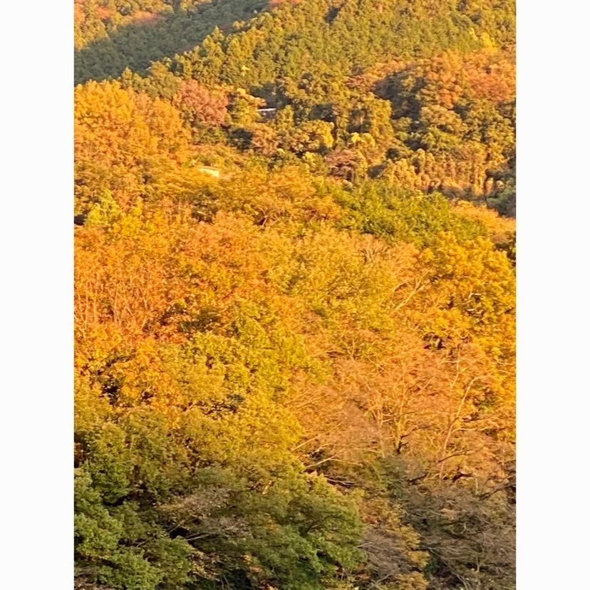 ビンカさんが投稿した大松鮨に関する口コミの画像