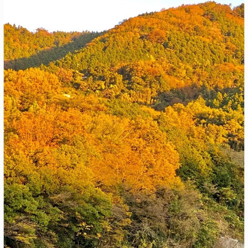 ビンカさんが投稿した大松鮨に関する口コミの画像