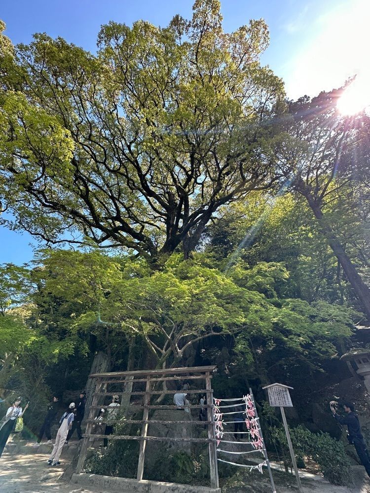 あんよさんが投稿した太宰府天満宮 お守り授与所に関する口コミの画像