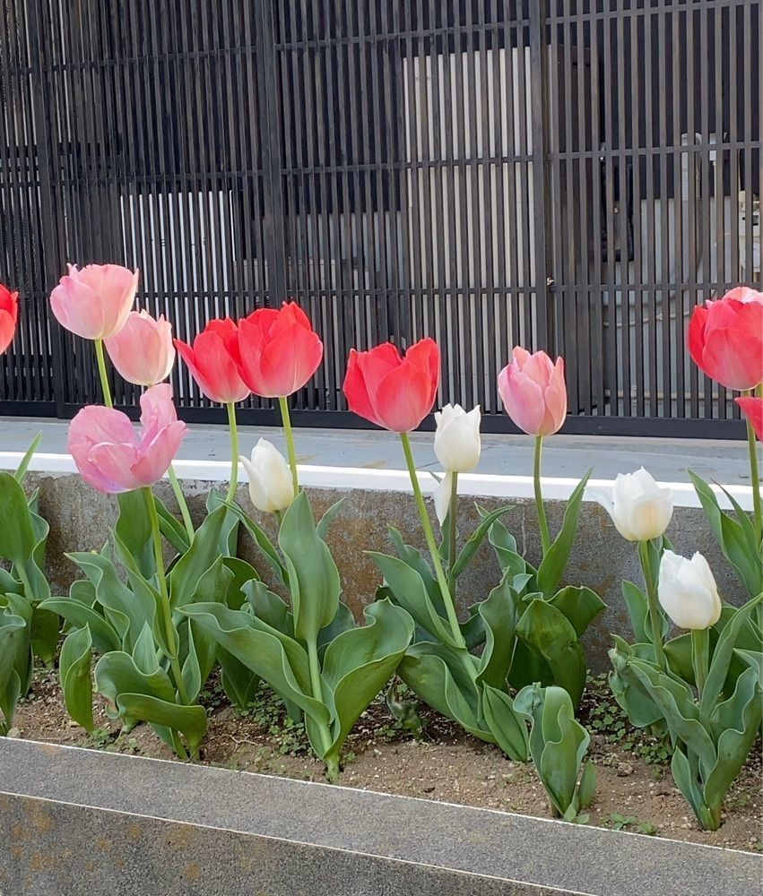 mariさんが投稿した赤塚公園に関する口コミの画像