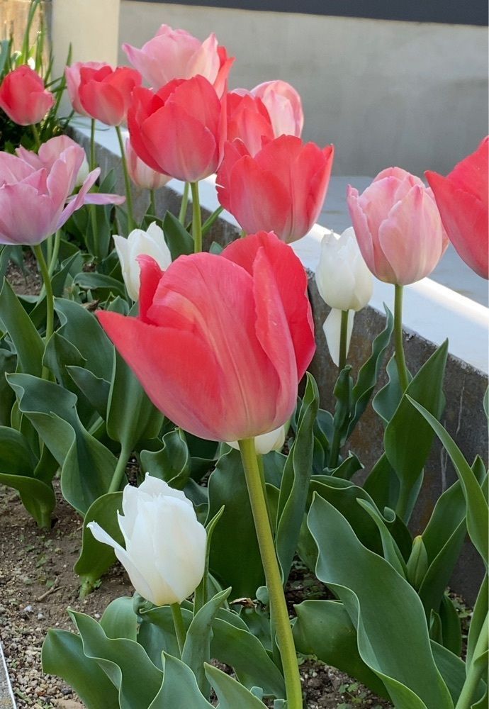 mariさんが投稿した赤塚公園に関する口コミの画像