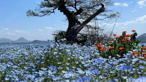 志々島の大楠