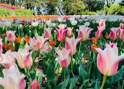火の山公園