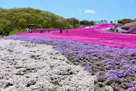 市貝町芝ざくら公園