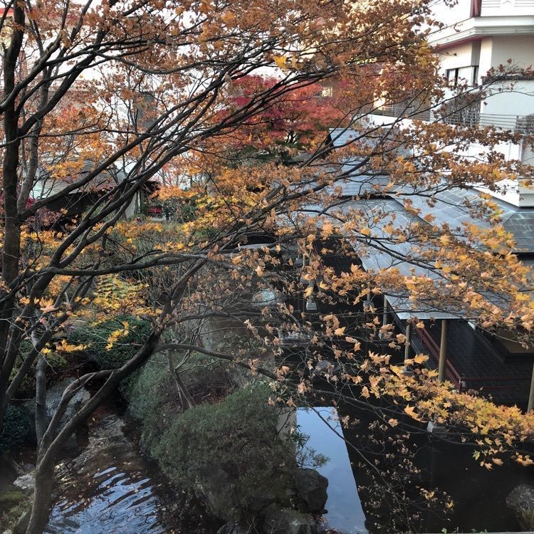 beautiful_cafeteria_a5b3さんが投稿した鬼怒川グランドホテル　夢の季に関する口コミの画像