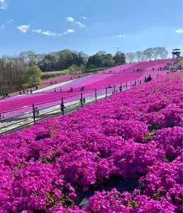 市貝町芝ざくら公園
