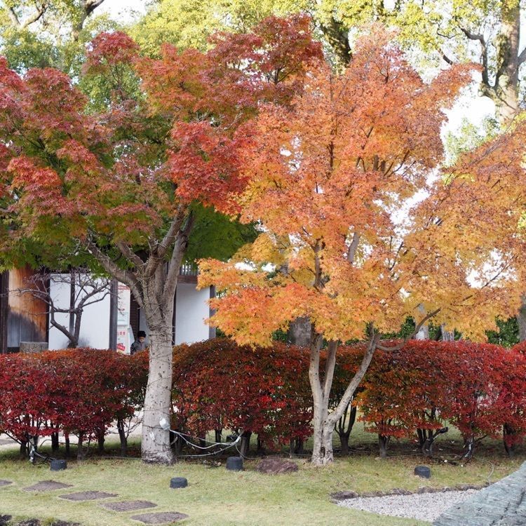 なおなおさんが投稿した旧近衛邸（きゅうこのえてい）に関する口コミの画像