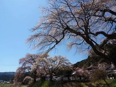 宝蔵寺の桜
