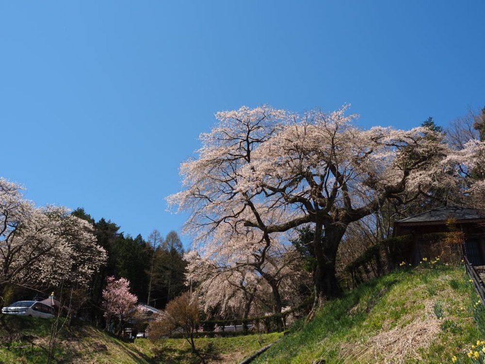 Howl Monさんが投稿した宝蔵寺の桜に関する口コミの画像