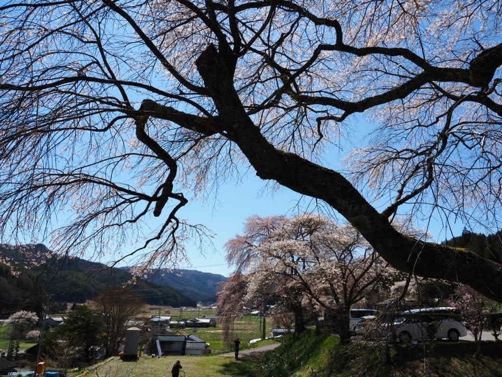 Howl Monさんが投稿した宝蔵寺の桜に関する口コミの画像