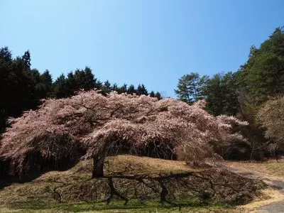 福美桜