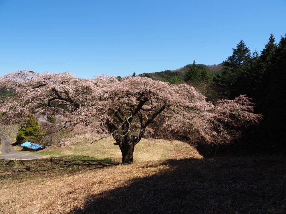 Howl Monさんが投稿した福美桜に関する口コミの画像
