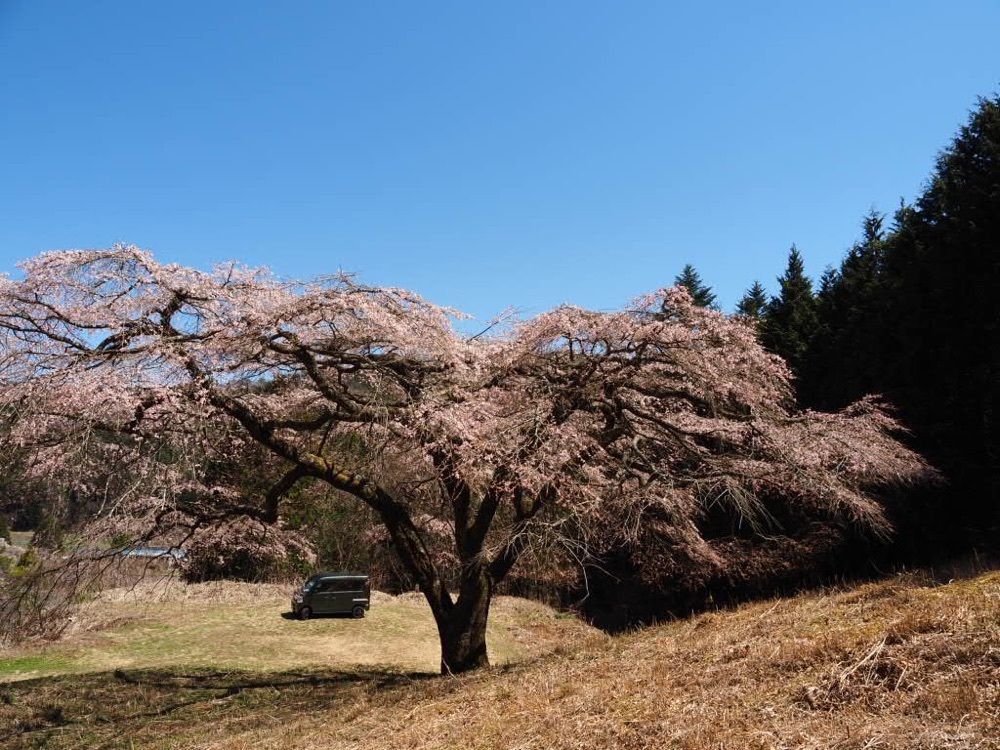 Howl Monさんが投稿した福美桜に関する口コミの画像