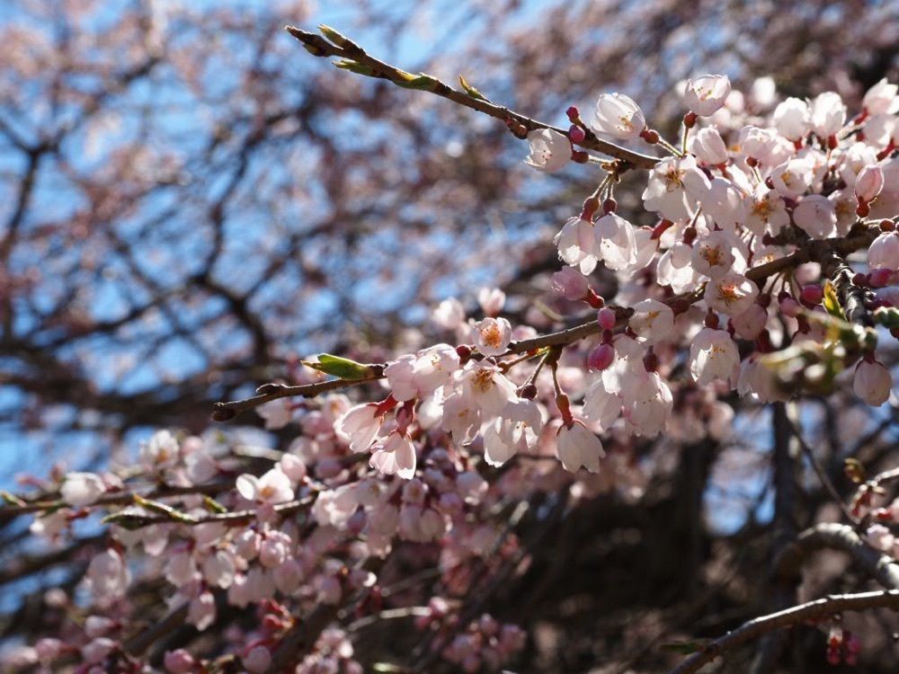 Howl Monさんが投稿した福美桜に関する口コミの画像