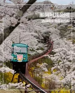 船岡城址公園の桜