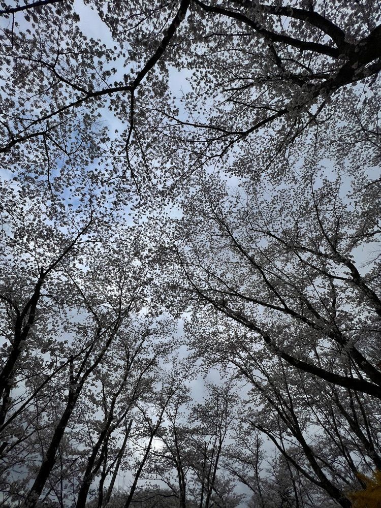 KEI❄️さんが投稿した船岡城址公園の桜に関する口コミの画像