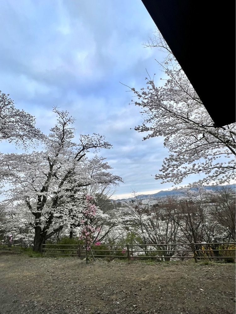 KEI❄️さんが投稿した船岡城址公園の桜に関する口コミの画像