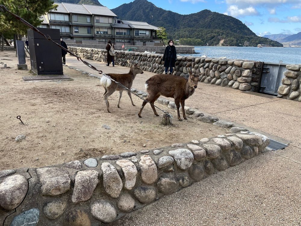 fumiさんが投稿した嚴島神社宝物館に関する口コミの画像