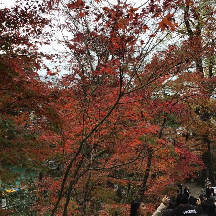 shin-emonさんさんが投稿した画像の画像