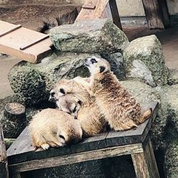 千葉にある動物園6選ご紹介 ふれあいが楽しめるスポットもあるよ Aumo アウモ
